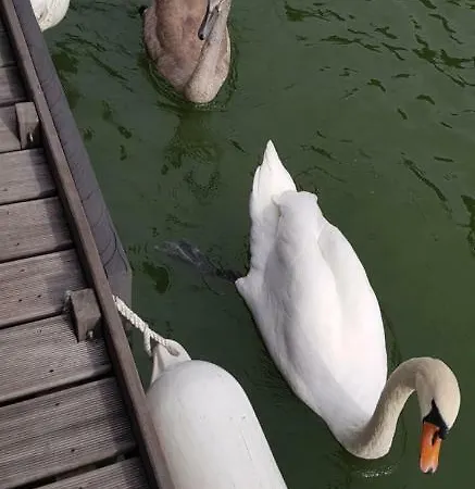 Cafe Sander's Auf Der Mosel