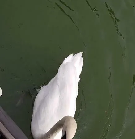 Cafe Sander's Auf Der Mosel بوتيل وينينغين