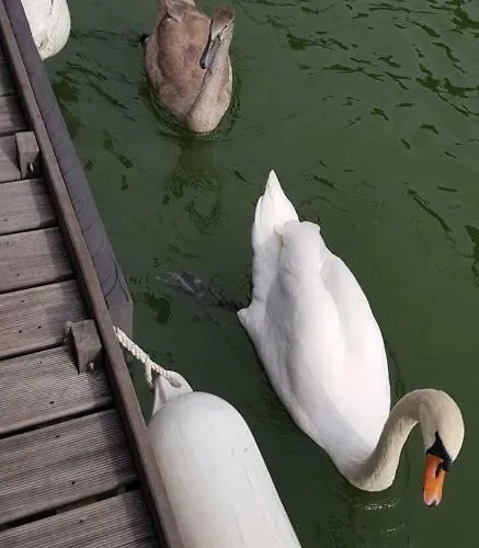 Cafe Sander's Auf Der Mosel