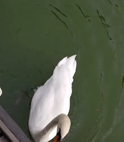 Cafe Sander's Auf Der Mosel Bådhotel Winningen